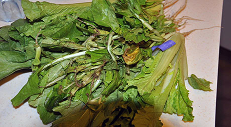 餐厨烂菜叶子成人在线看片